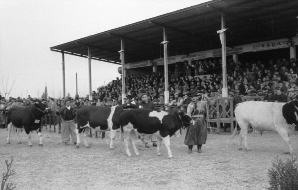 La pista central de la Rural fotografiada por Haylli. La Sociedad Rural de Junin fue su cliente.